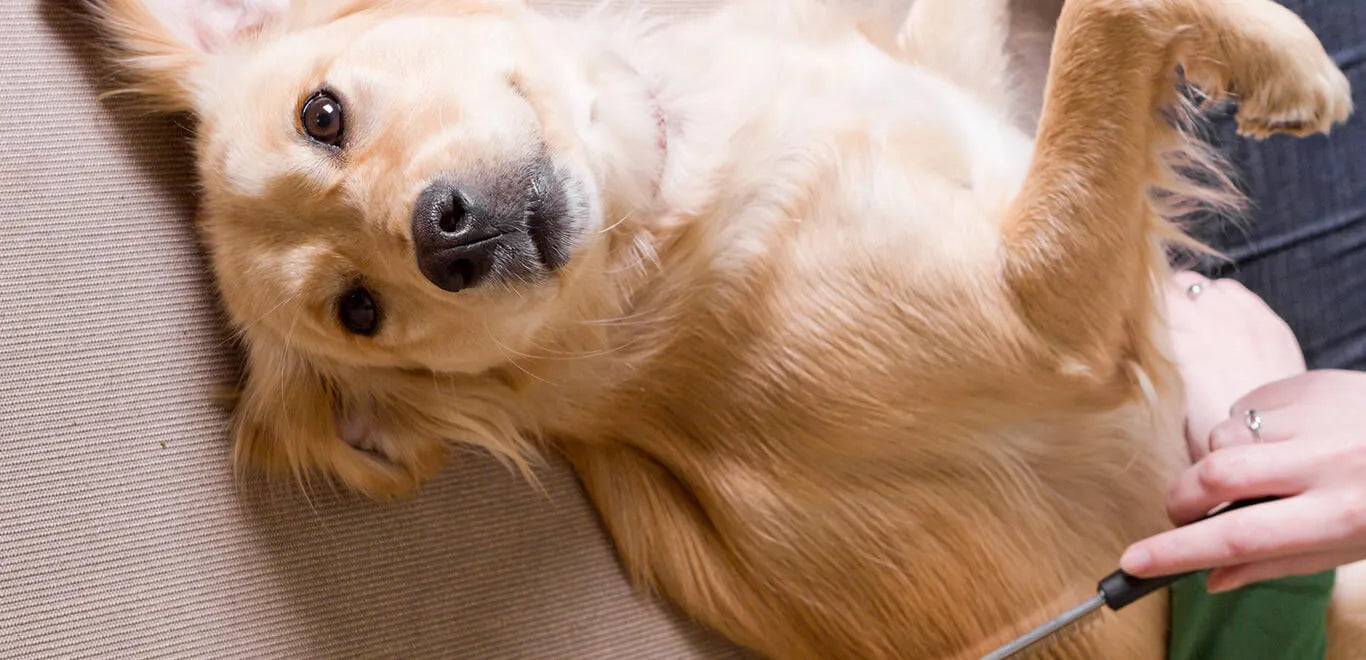 How to get (and keep!) a shiny coat on your dog