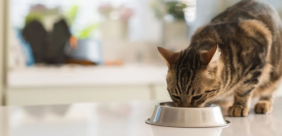 Choosing the best food for a fussy pet