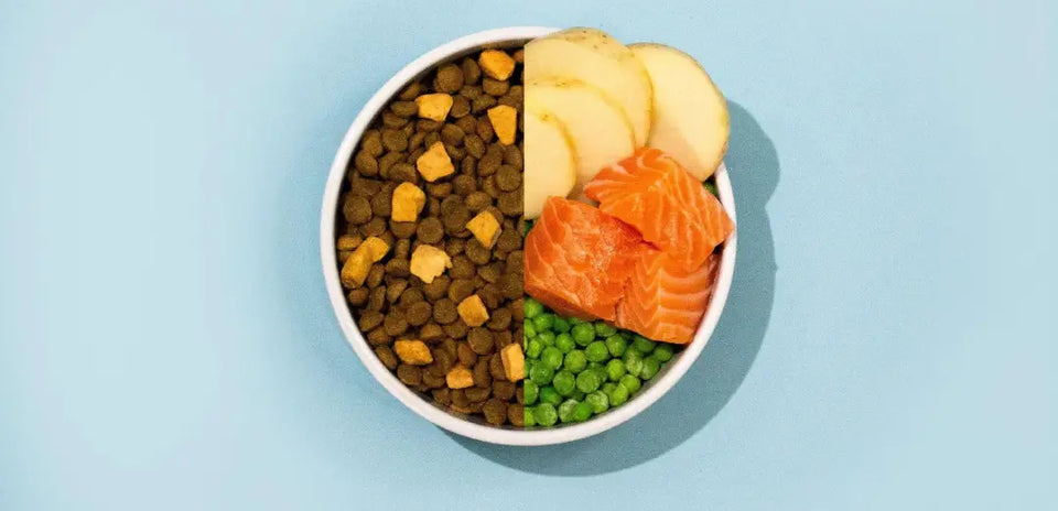 Benefits of salmon for cats and dogs